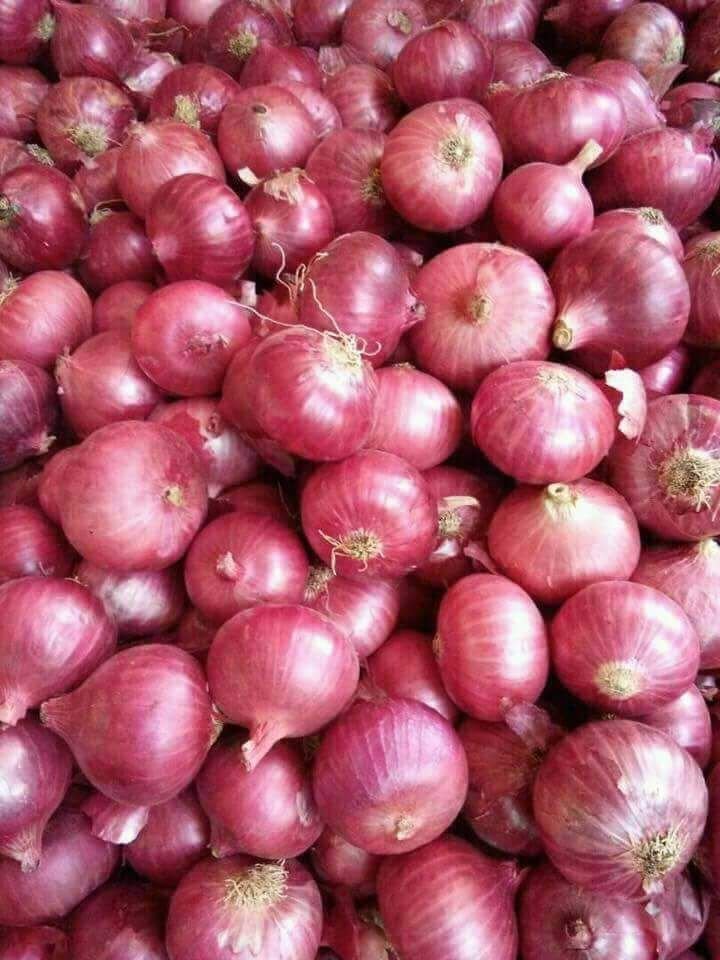 Onion